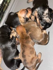 mini dachshund puppies for sale