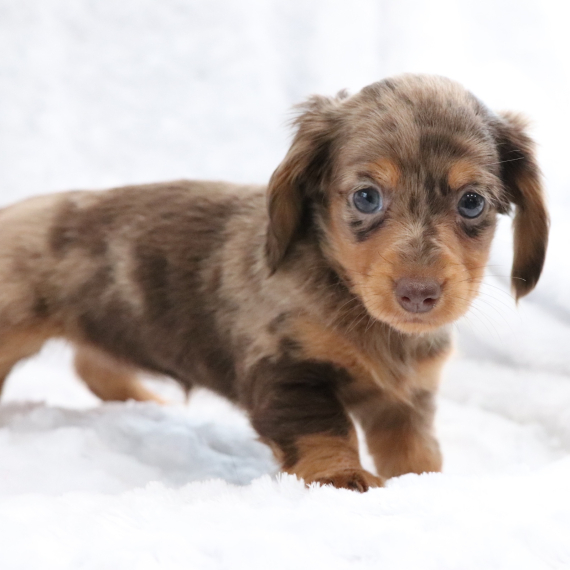 Dapple Dachshund Puppies for Sale: #1