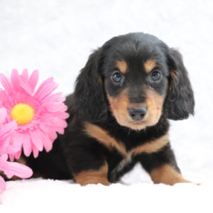 Dapple Dachshund for Sale