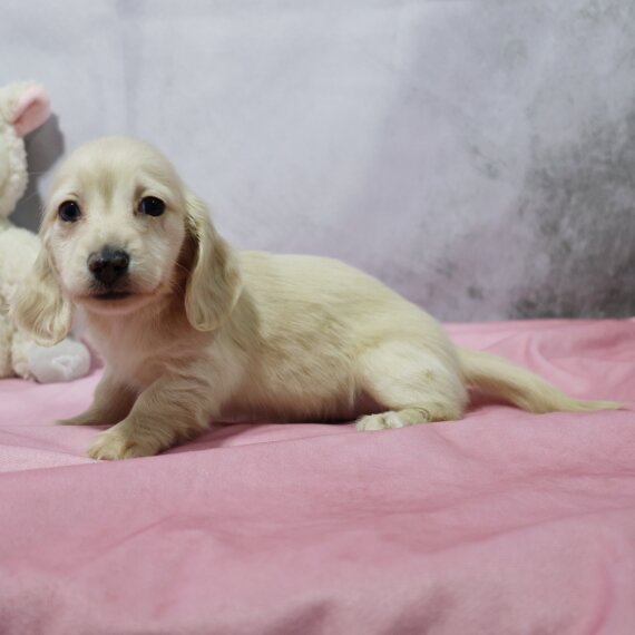 English Cream Dachshund: