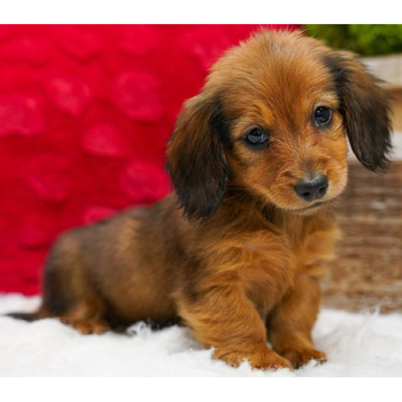 05 Long Haired Red Dachshund Puppies for Sale