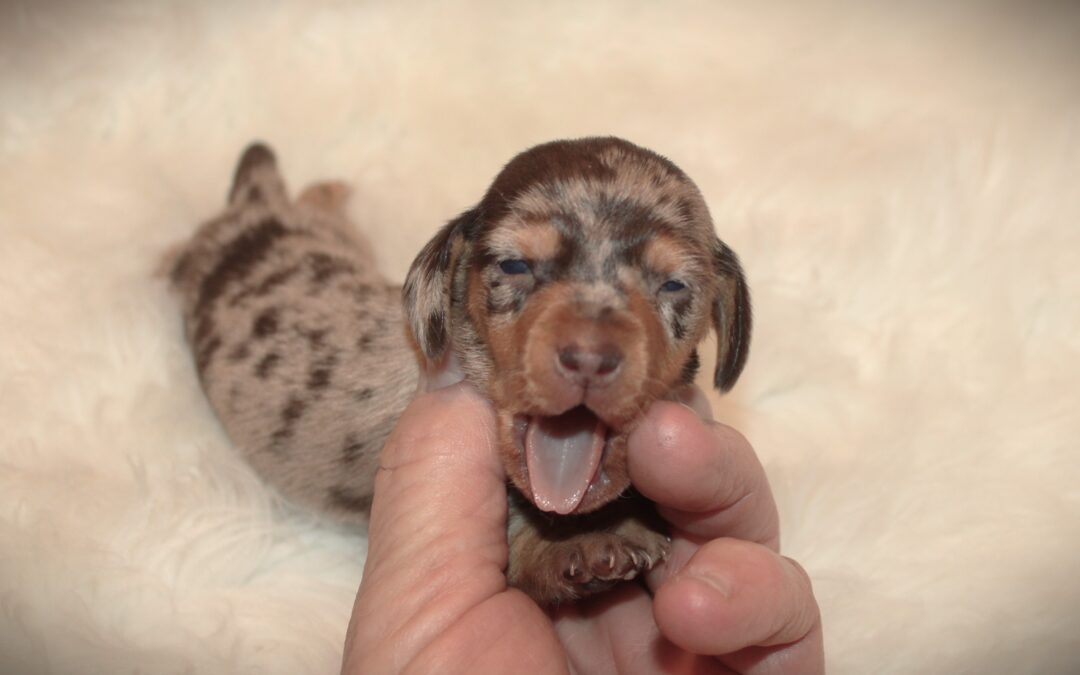 Dachshund Puppies for Sale Near Me: #1