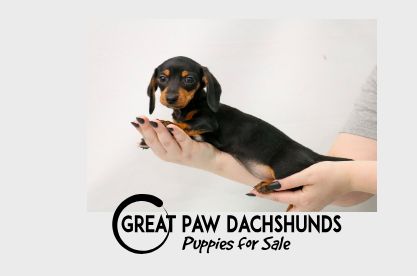 Dachshund Breeders Near Me: Number (01)