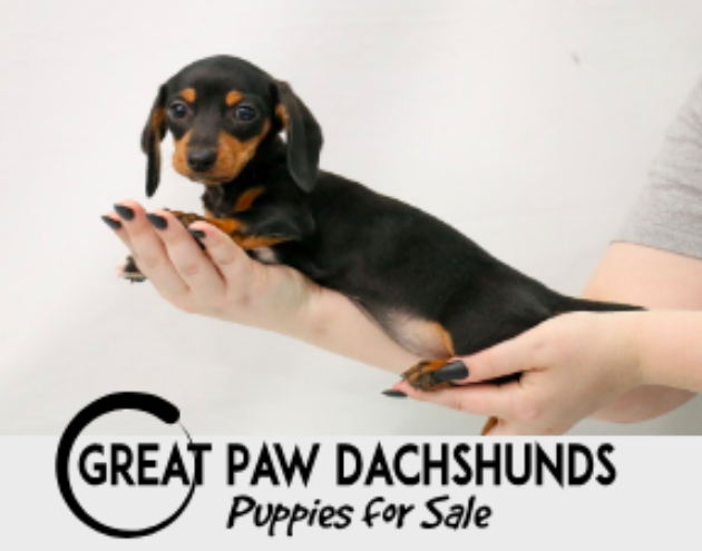 Why Buy Your Dachshund Miniature Puppy from Us ?: We are #1